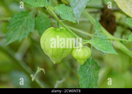 Un tomatillo crudo sull'albero, conosciuto anche come il pomodoro di buccia messicano Foto Stock