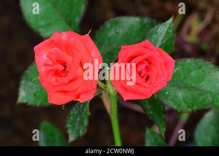 Un paio di rose fiorì dopo una giornata piovosa con uno sfondo verde a contrasto. Foto Stock