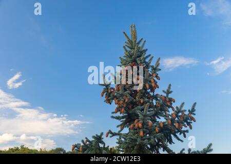 Abete blu con coni contro il cielo Foto Stock