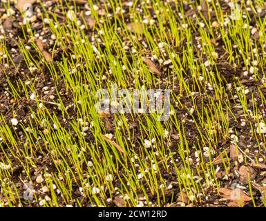 Piccole piantine d'erba o lame che emergono dal suolo superiore in giardino appena piantato prato mostrando nuova vita e inizi Foto Stock