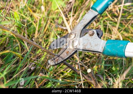 Cesoie per potatura arrugginite che tagliano l'erba in giornata di sole Foto Stock