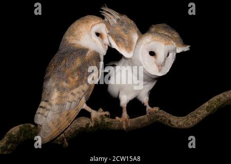 Ritratto notturno di Barn OWL maschio e femmina (Typto alba) Foto Stock