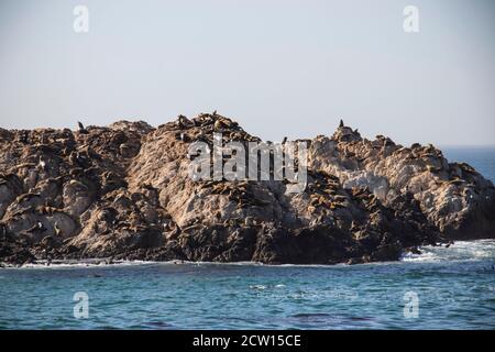 Un uccello rock con foche, pellicani e gabbiani sulla costa occidentale degli Stati Uniti. Grande onda ruvida che si infrangono su Bird Rock in una storica 17-Mile Drive a Mon Foto Stock