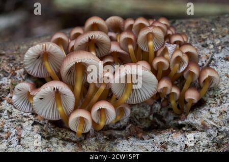 Funghi non commestibili Mycena renati nella foresta. Noto come bel cofano. Mazzo di funghi selvatici con gambo giallo che cresce sul bosco. Foto Stock