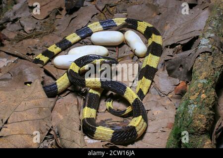 Bungarus fasciatus è un serpente velenoso proveniente dal Sud-Est asiatico. Essi sono normalmente trovati in palma di olio di palma. Foto Stock