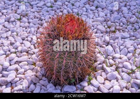 Il fiore rosa del Cactus fiorisce nel giardino. Pietre rosa chiaro sfondo. Primo piano Foto Stock