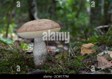 Fungo commestibile Leccinum duriusculum nella foresta di betulla sotto aspen. Conosciuto come Slate Bolete. Funghi di bolete che crescono nel muschio, foglie di betulla intorno. Foto Stock