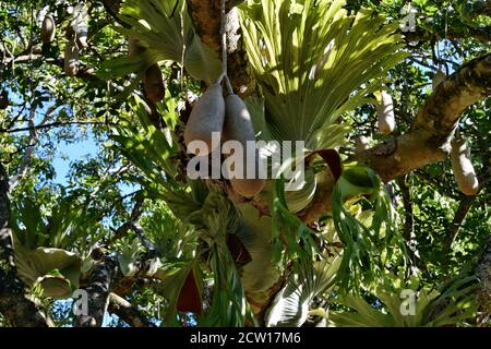 Platycerium superbum e Kigelia africana sul grande albero, verde albicocca specie felce nel parco Foto Stock