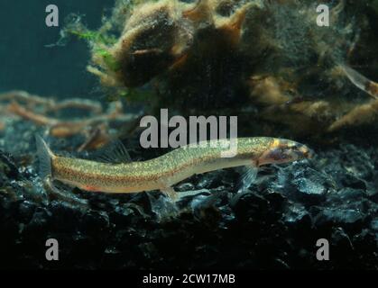 Pangio piperata è una specie di pesce pangio che si trova nella penisola malese. Foto Stock