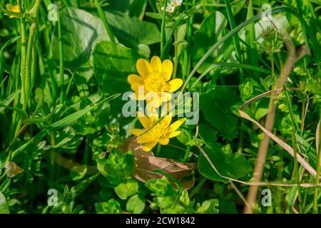 Bella fioritura Ficariavernaknown come minore celandina o pilewart – fiori gialli selvatici, che crescono sul prato Foto Stock