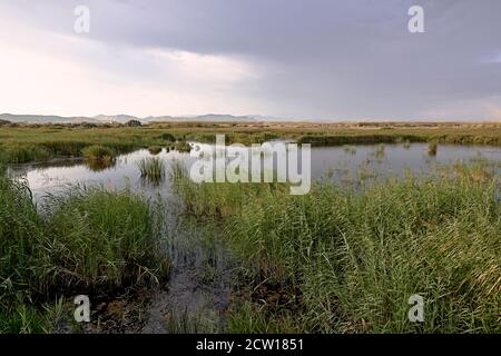 Reeds campo al tramonto bagnata da raggi solari, nuvole, verde, solitario Foto Stock