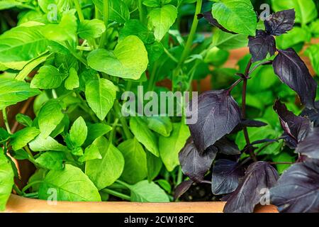 Piante di basilico verde e viola in vaso Foto Stock