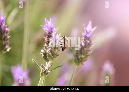 Ape appollaiato su un fiore di lavanda. Spazio di copia. Foto Stock