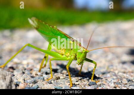 Maschio grande verde cespuglio-cricket, tettigonia viridissima seduta su terreno sabbioso Foto Stock