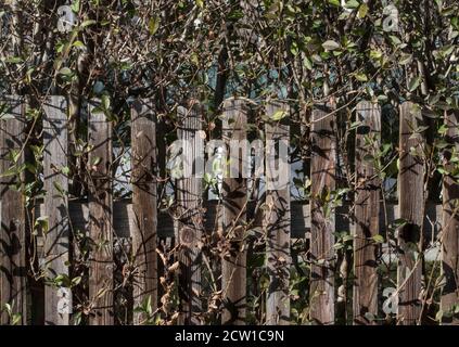 recinzione di legno come una demarcazione ad altri terreni e proprietà Foto Stock recinzione di legno come una demarcazione ad altri terreni e proprietà Foto Stock
