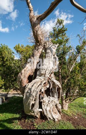 L'Aldworth Yew, un antico albero di oltre mille anni, nel cortile della chiesa di St Marys, Aldworth, Berkshire, Regno Unito Foto Stock