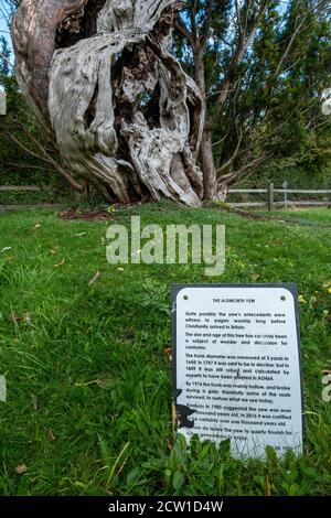 L'Aldworth Yew, un antico albero di oltre mille anni, nel cortile della chiesa di St Marys, Aldworth, Berkshire, Regno Unito Foto Stock