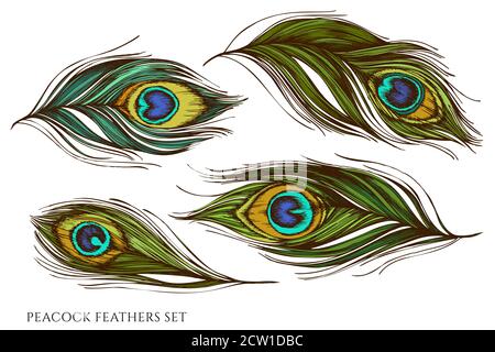 Serie vettoriale di piume di pavone colorate disegnate a mano Illustrazione Vettoriale