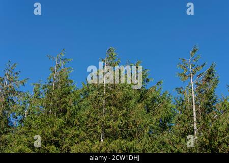 conifere alberi cime foresta contro un cielo blu senza nuvole Foto Stock