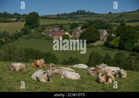 Bestiame in lussureggianti campi verdi della valle di Woolley, un'area di eccezionale bellezza naturale nei Cotswolds alla periferia di Bath, Inghilterra, Regno Unito Foto Stock