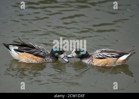 Chiloe Wigeon (Mareca sibilatrix) che interagisce su uno stagno a Slimbridge in Gloucestershire, Regno Unito Foto Stock