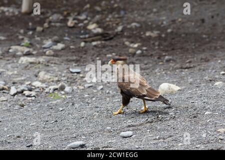 caracara uccello di preda in patagonia cile Foto Stock