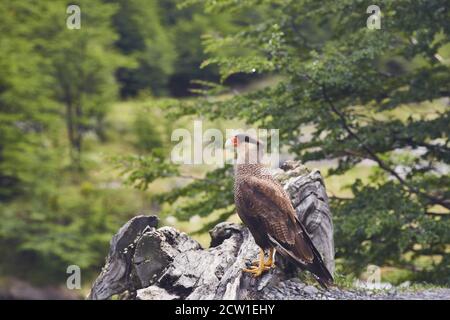 caracara uccello di preda in patagonia cile Foto Stock