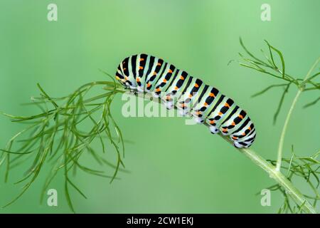 Larva della farfalla della coda di rondine del Vecchio mondo (Papilio machaon) che si nuce al finocchio (Foeniculum vulgare), Svizzera Foto Stock