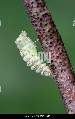 Pupating di un vecchio bruco della coda di palma (Papilio machaon), Svizzera Foto Stock