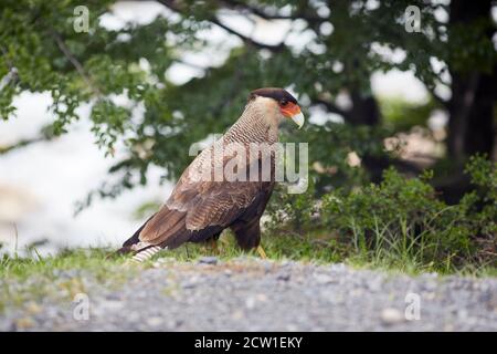 caracara uccello di preda in patagonia cile Foto Stock