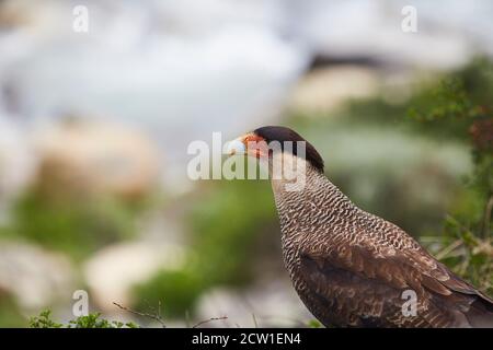 caracara uccello di preda in patagonia cile Foto Stock