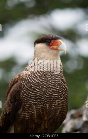 caracara uccello di preda in patagonia cile Foto Stock