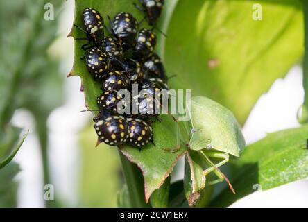 Southern Green Shield Bug accanto a un gruppo di 3 bambini Instar Nymph. Questo è anche noto come un bug di inchiostro. Viene selezionata la messa a fuoco sull'occhio del bug dello scudo per adulti Foto Stock