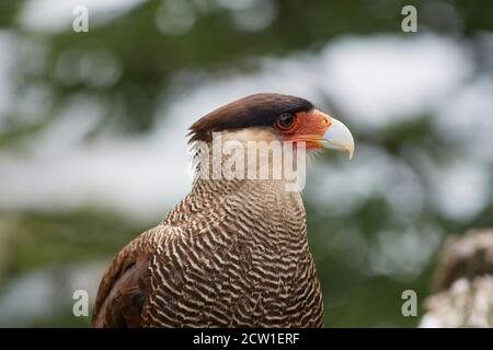caracara uccello di preda in patagonia cile Foto Stock