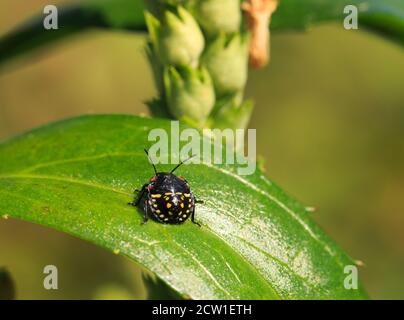 3 Instar - Southern Green Shield Bug Nymph poggiando su una foglia verde, ci sono cinque fasi prima che si trasformi in un bug scudo adulto Foto Stock