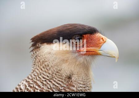 caracara uccello di preda in patagonia cile Foto Stock