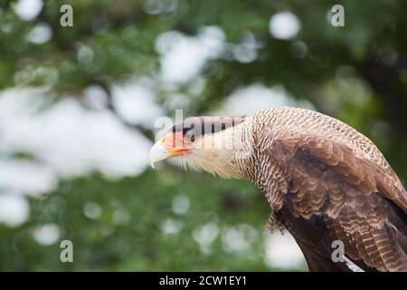 caracara uccello di preda in patagonia cile Foto Stock