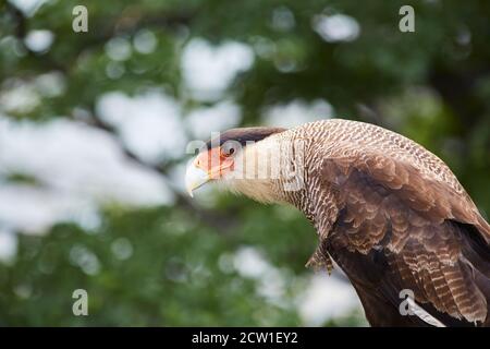 caracara uccello di preda in patagonia cile Foto Stock