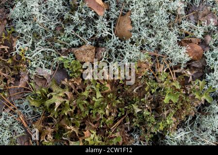 Foglie di betulla caduto su lichen Cladonia arbuscola e Cetraria islandica primo piano Foto Stock