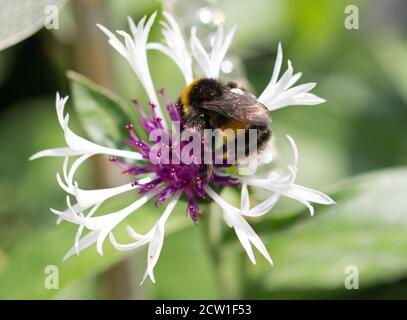 Centaurea montana con un'ape bumble che si nuota dallo stampo con sfondo verde naturale Foto Stock