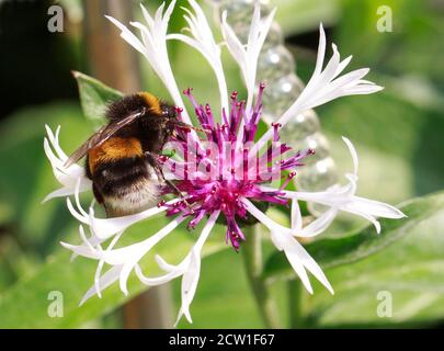 Bumble coda di rombo che si nutrono su una Centaurea montana (fiore di mais) si presenta con un giardino verde naturale sullo sfondo Foto Stock