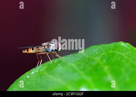 Piccola mosca di hover riposante su una foglia verde vibrante con uno sfondo bokeh naturale Foto Stock