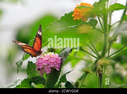 Piuttosto rosso e bianco tortoiseshell farfalla di alimentazione su un luminoso fiore rosa di verbena con uno sfondo naturale del giardino Foto Stock