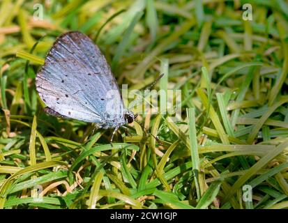 Una piccola farfalla azzurra (Celastrina argiolus) che riposa sull'erba sotto il sole. Si tratta di un comportamento normale e sta tentando di riscaldarsi. Foto Stock