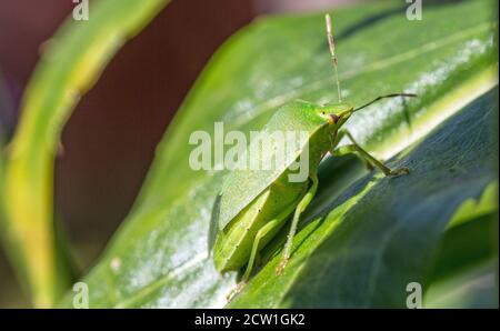 Southern Green Shield Adult Bug Family - Pentatomidae - riposo Su una foglia di Fisostegia con sfondo verde naturale Foto Stock