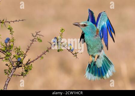 Rullo europeo (Coracias garrulus), vista frontale di una femlae adulta in volo, Campania, Italia Foto Stock