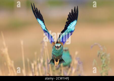 European Roller (Coracias garrulus), vista frontale di un adulto in volo, Campania, Italia Foto Stock