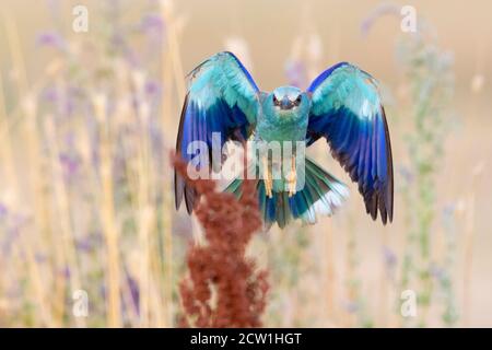 Rullo europeo (Coracias garrulus), vista frontale di una femlae adulta in volo, Campania, Italia Foto Stock