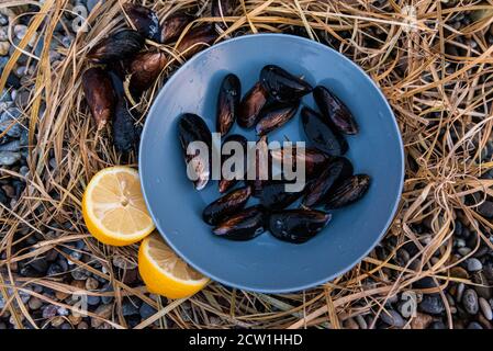 cozze marine appena pescate sulla riva in un piatto grigio con limone. Foto Stock