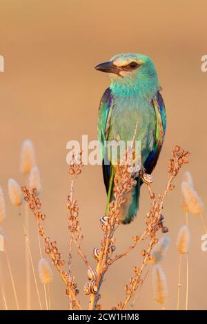 Rullo europeo (Coracias garrulus), vista frontale di una femmina adulta appollata su un Asphodelus sp., Campania, Italia Foto Stock